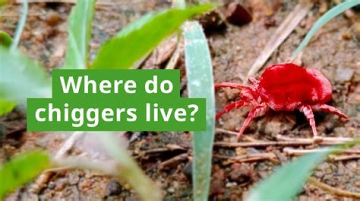 Chiggers don’t live in Spanish moss