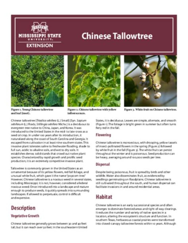 Chinese Tallowtree | Mississippi State University Extension Service