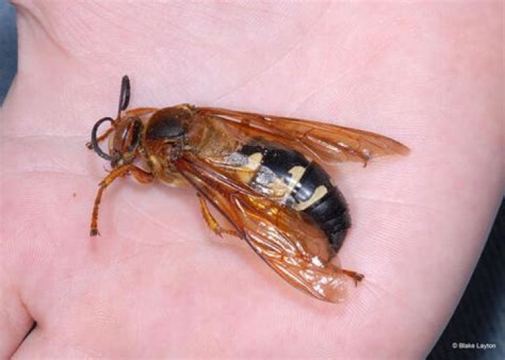 Cicada Killer Wasp | Vol. 3, No. 21