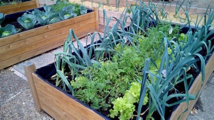 Cómo hacer un huerto urbano en tu terraza o jardín