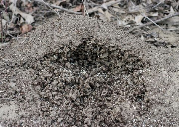 Control Fire Ants | Mississippi State University Extension Service