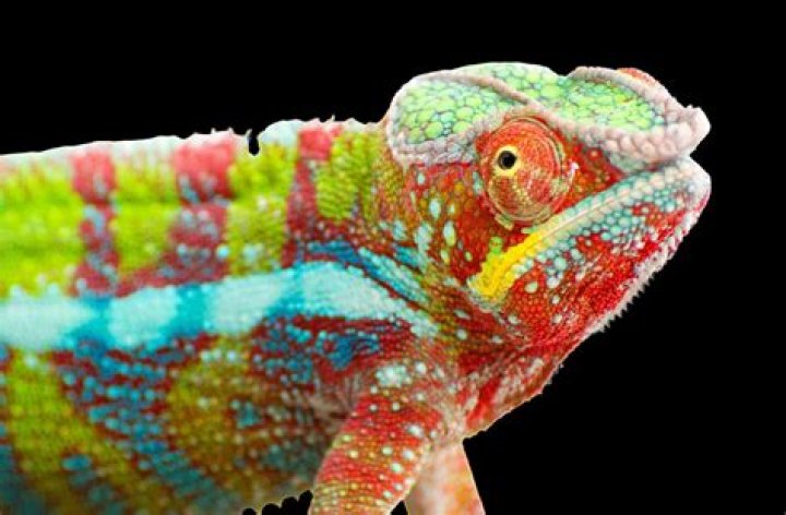 Coolest Eyes In The Animal Kingdom