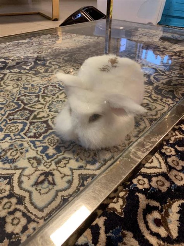 Crush Rabbit Sequel Video Viral on Twitter, Reddit