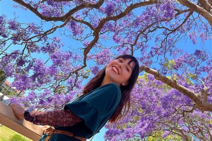 ¿Cuándo florecen las jacarandas y por qué han aparecido durante enero en la CDMX?