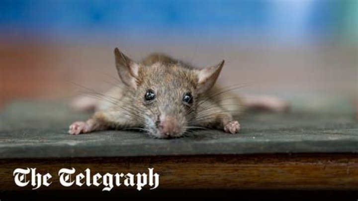 Deadly ‘nosebleed’ illness identified as ‘rat fever’