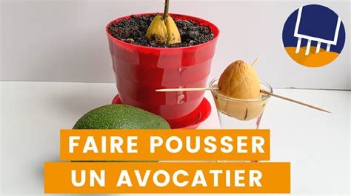 Découvrez comment faire pousser un avocat à partir d'un noyau