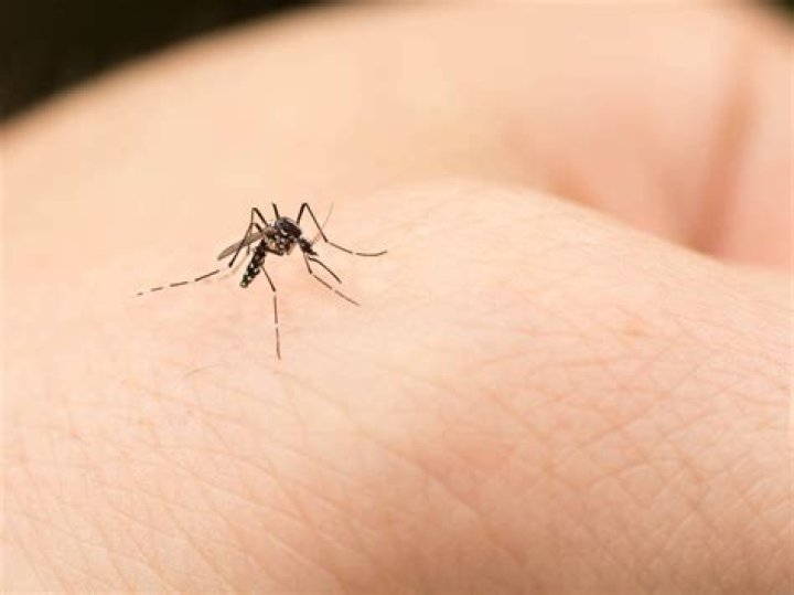 Descubren cómo sabe nuestra sangre cuando la prueba un mosquito
