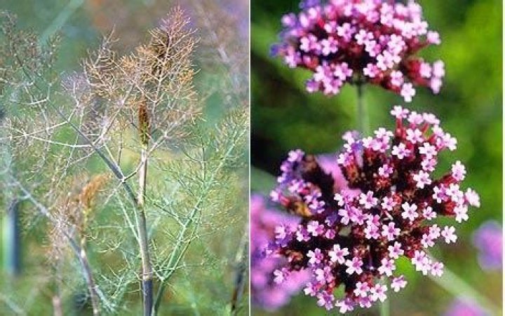 Diaphanous plants: wisps of sheer delight