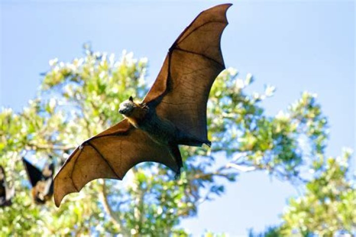 Do Bats Help Control Mosquitoes?
