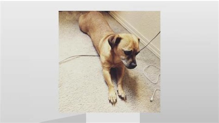 Dog named Nugget missing for 7 years reunited with his family