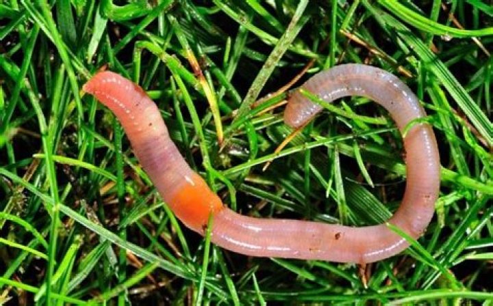 Earthworms 'protect against slugs'