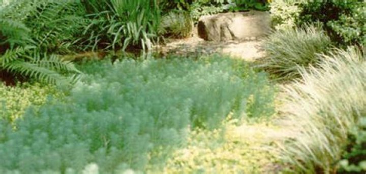 Easy Groundcovers for Mississippi Lawns