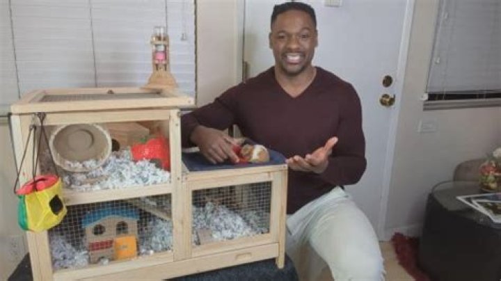 Easy Things You Can Do to Keep Your Hamster, Dog or Cat Healthy