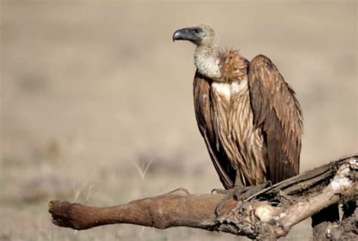 Exits - Vulture