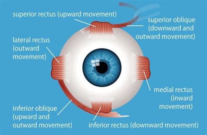 Eye Muscles - All About Vision