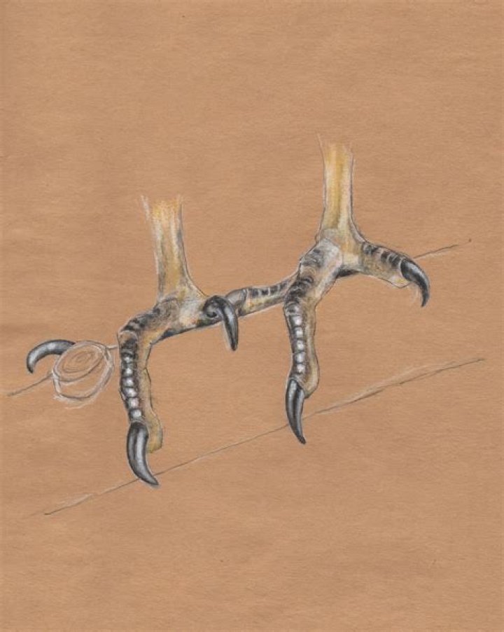 Feet - Vulture