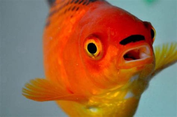 Fish that looks like Hitler