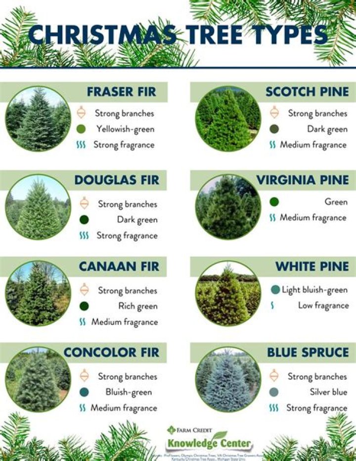 Five Types of Popular Live Christmas Trees