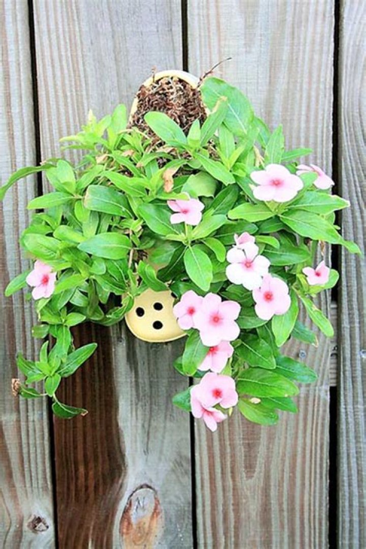 Flowering Vinca can take the heat
