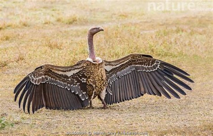 For Sale - Vulture