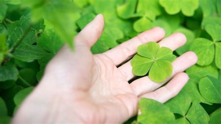 Four-leaf clover: Why are they considered a symbol of good luck?