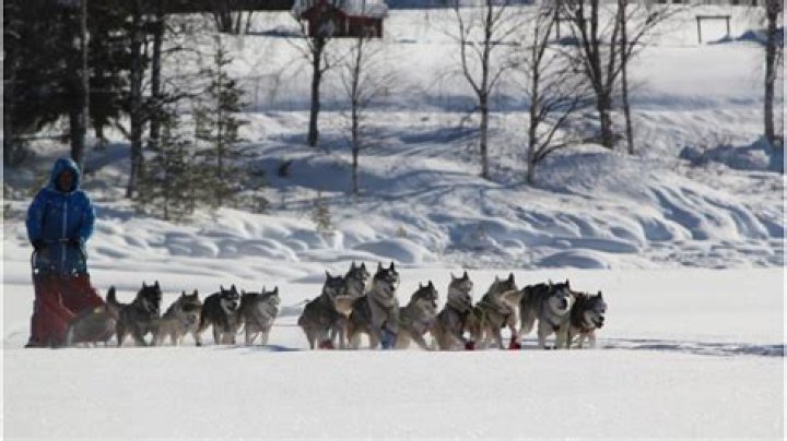 Gallardo, el musher español que desafía el poderío escandinavo sobre el trineo