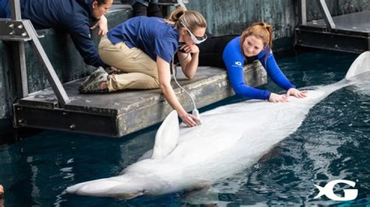 Georgia Aquarium beluga whale pregnant