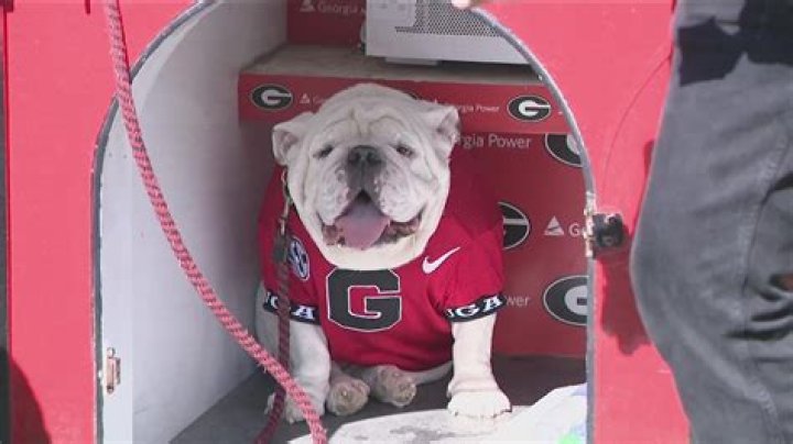 Georgia Bulldogs mascot history | Meet Uga