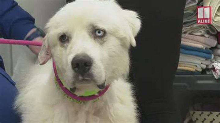 Georgia dog killed 8 coyotes | Nurses describe care after attack