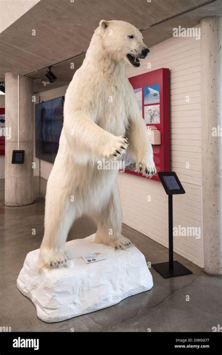 Getting To Know The Arlington Polar Bear Exhibit: A Detailed Guide
