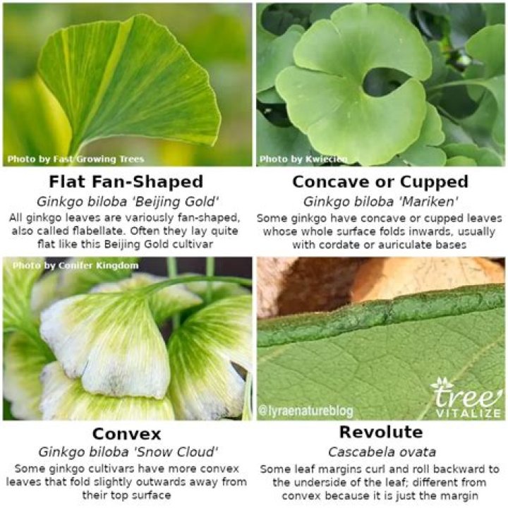 Ginkgo trees come in different shapes and sizes