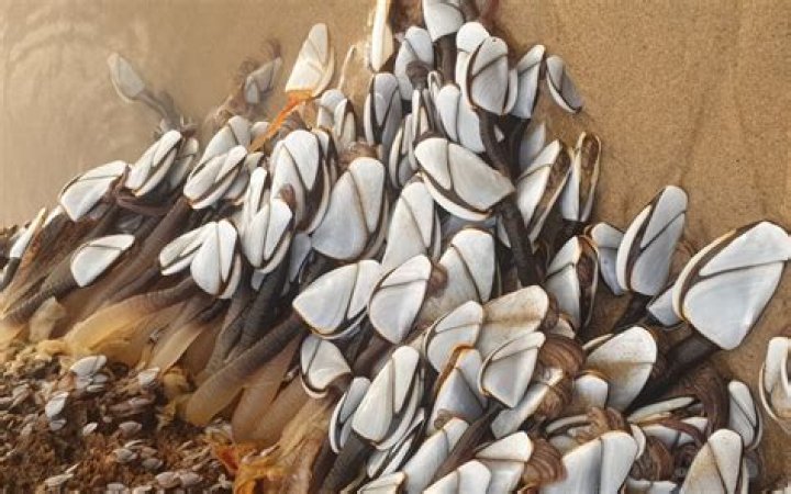 Goose barnacles potentially worth thousands wash up on English coast