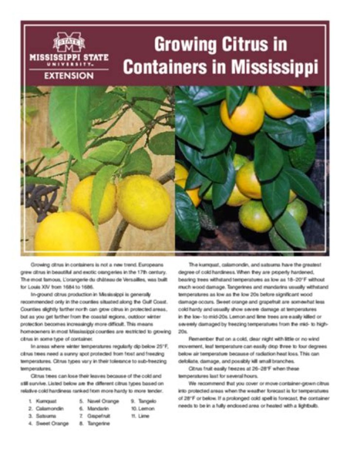 Growing Citrus in Containers in Mississippi