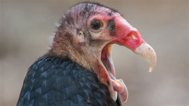 Gwynnocent - Vulture