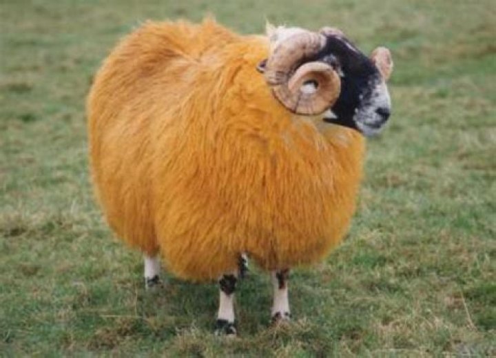 Hajj season bringing sheep prices to unholy levels