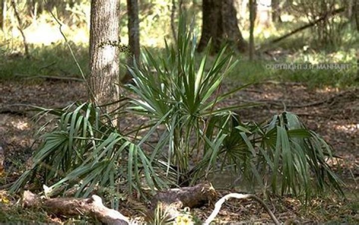 Hardy Palms and Cycads for Mississippi