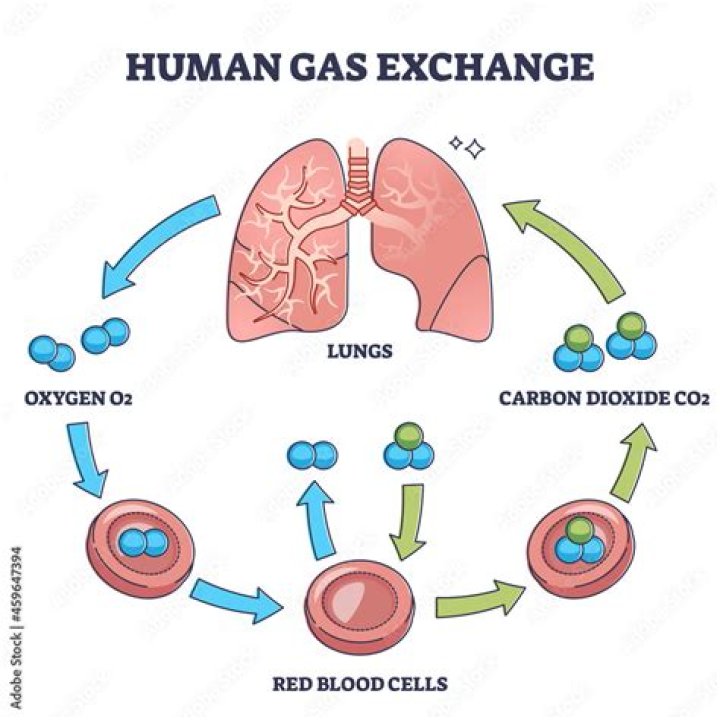 Help The Body With Oxygen Exchange