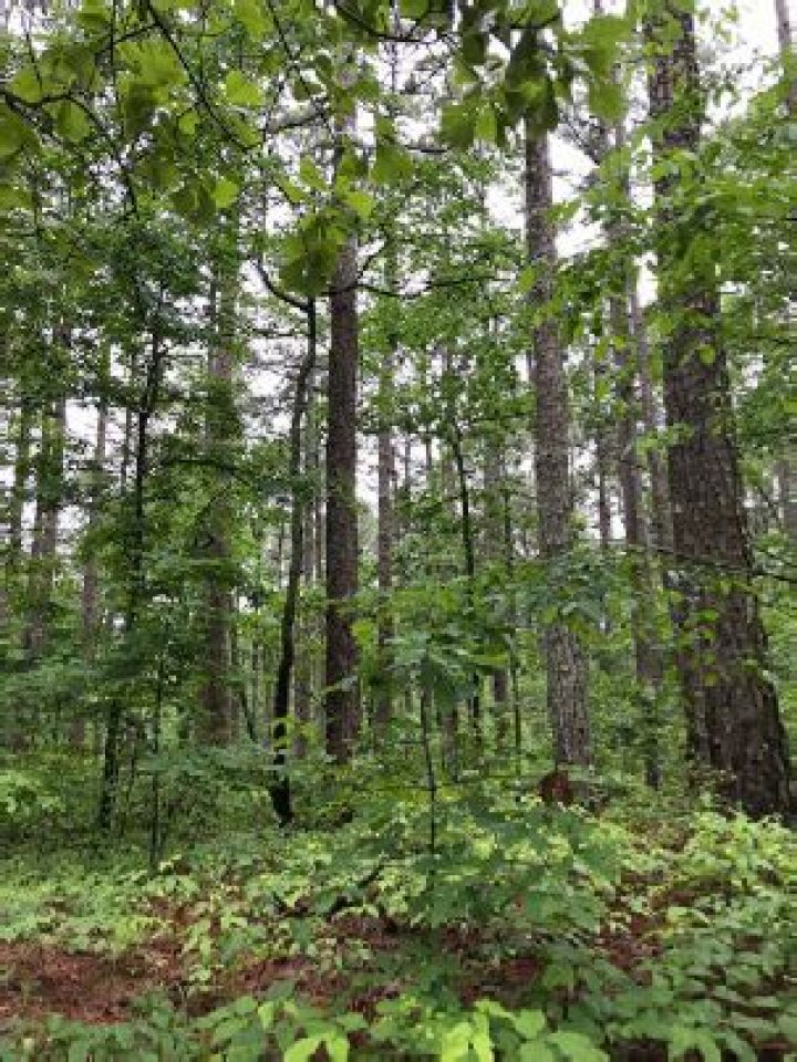 Herbicide Options for Mixed Pine-Hardwood Management