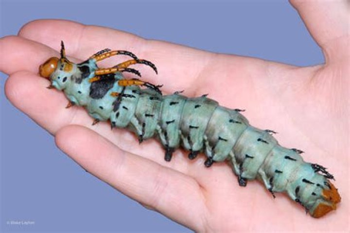 Hickory Horned Devil Vol. 9, No. 25