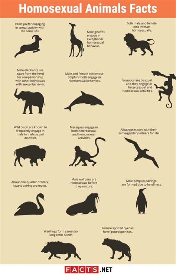 Homosexual Animals Facts