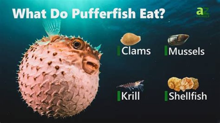 How do you farm Pufferfish?