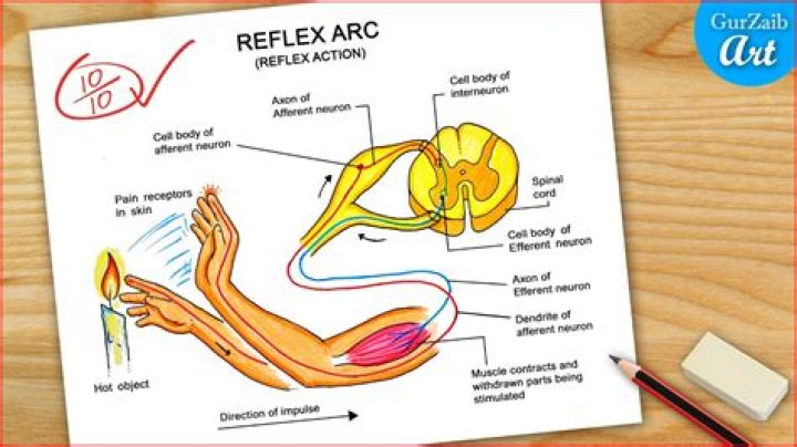 How do you get 100% on reflex?