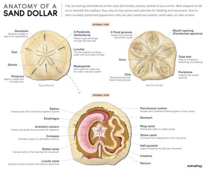How long can sand dollars stay out of water?