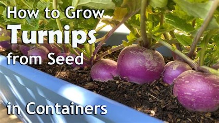 How long do turnips last on the counter?
