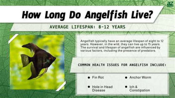How long does Raimei angelfish take to Respawn?