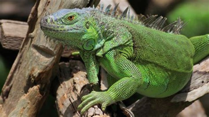 How Much Does Fwc Pay For Iguanas In Florida