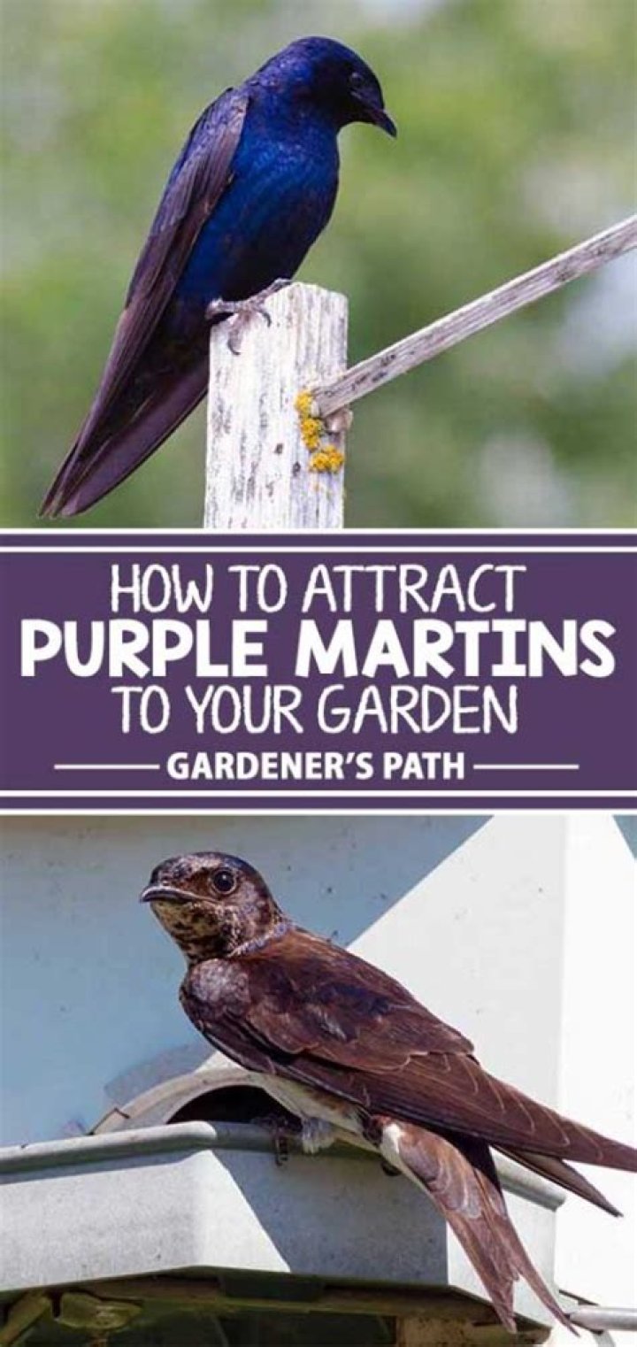 How to Attract Purple Martins to Your Landscape