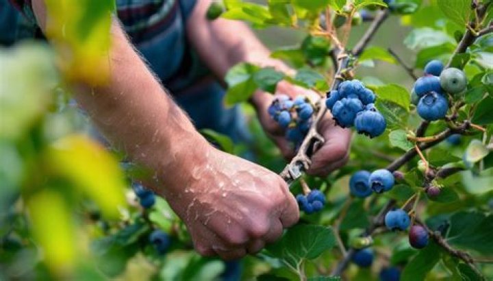 How to Prune Blueberry Bushes
