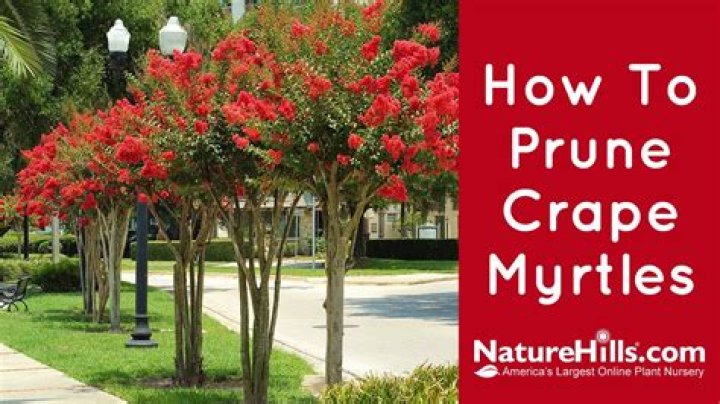 How to Prune Crape Myrtles