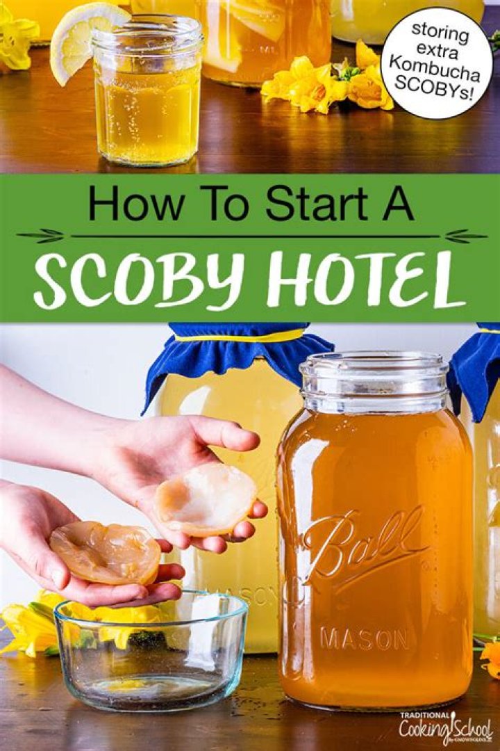 How to Store Your SCOBY Hotel: Tips and Tricks